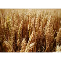 Семена озимой пшеницы Скаген 1-я реп.