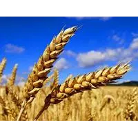 Семена озимой пшеницы Подолянка элита