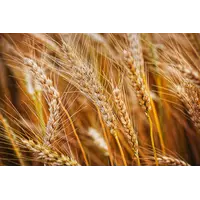 Семена озимой пшеницы Ладыжинка элита