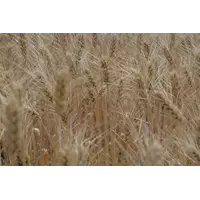 Семена озимой пшеницы Венок Подолья элита