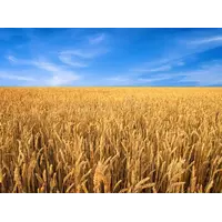 Семена озимой пшеницы Малиновка элита