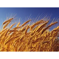 Семена озимой пшеницы Оранта Одесская элита
