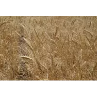 Семена озимой пшеницы Лира Одесская элита