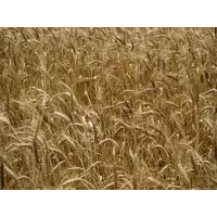 Семена озимой пшеницы Наталка элита