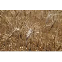 Семена озимой пшеницы Лазурна элита