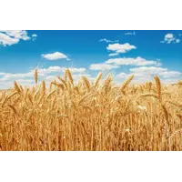 Семена озимой пшеницы Отрада элита